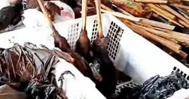 Chinese markets are once again selling Bat, Cat and Dog meat