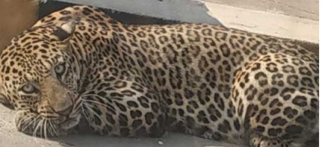 Leopard running free in Hyderabad