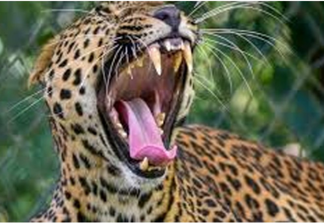 Breaking: Leopard attacks Tirumala pilgrims